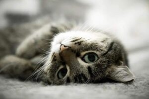 Gatos: cuando los problemas odontológicos causan angustia - Mascotas - ABC Color