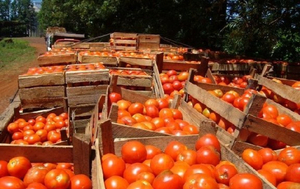 Tomateros insisten que sus productos no tienen precio por el contrabando - La Clave