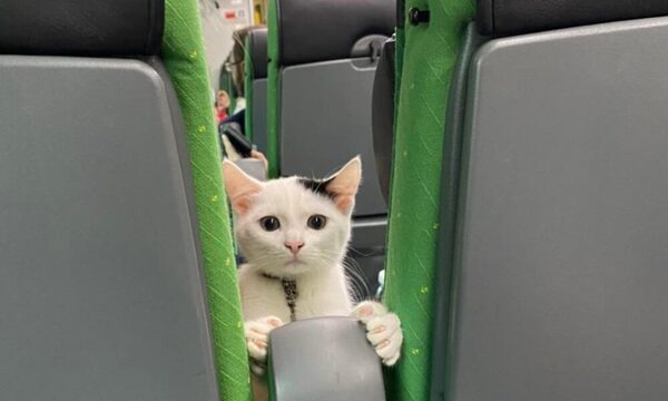 En Finlandia los viajeros de tren tienen la opción de ir acompañados de sus mascotas durante todo el trayecto