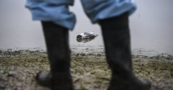 La Nación / Perú y Ecuador sacrifican miles de aves de corral tras brote de influenza aviar