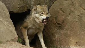 Un parásito influye en la conducta de los lobos y los convierte en líderes de la manada