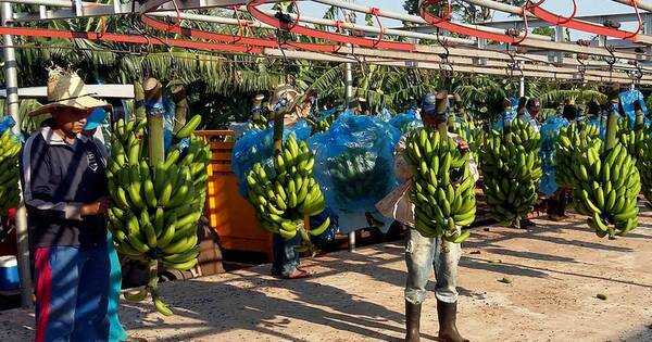 La Nación / Productores de banana y piña piden acelerar créditos de BNF