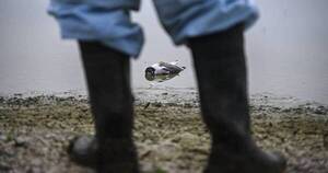 La Nación / Sacrificaron a miles de aves