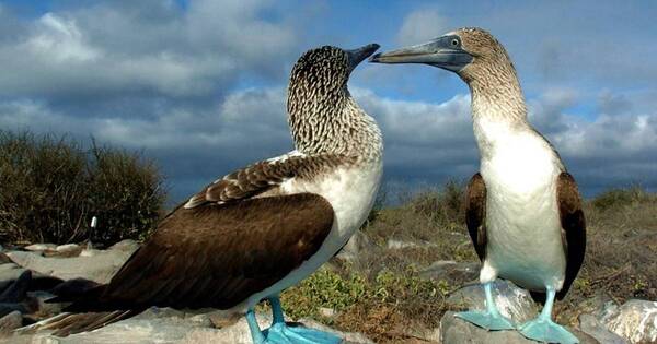 La Nación / Gripe aviar: Ecuador activó un plan para proteger a las aves silvestres de las islas Galápagos