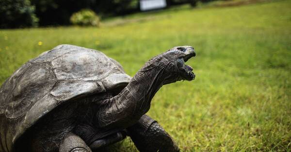 La Nación / Cumple 190 años el animal terrestre vivo más viejo del planeta