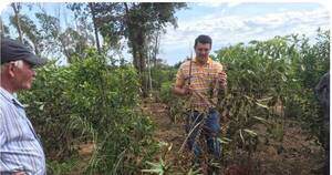 La Nación / Cultivo de mandioca sigue dañado por plagas, bacterias y hongos