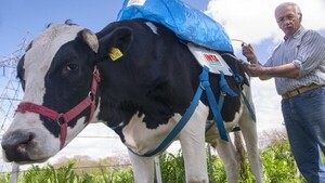 Diario HOY | Pelea con Unión Europea por excrementos de vacas: guiño de ONU a Paraguay