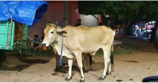 Chocan a una carreta que iba en peregrinación a Caacupé - Noticiero Paraguay