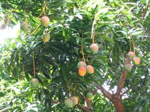 CDE: Hombre muere tras caer de un árbol de mango - La Clave