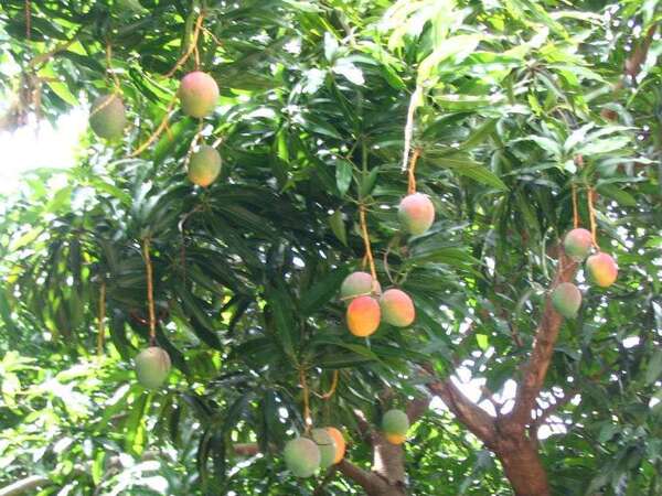 CDE: Hombre muere tras caer de un árbol de mango - La Clave
