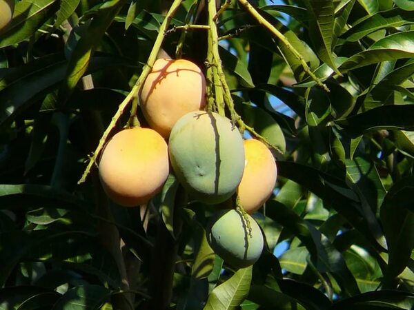 Murió tras caer de un árbol de mango en Ciudad del Este  - ABC en el Este - ABC Color