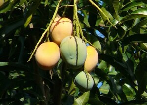 Murió tras caer de un árbol de mango en Ciudad del Este - Noticiero Paraguay
