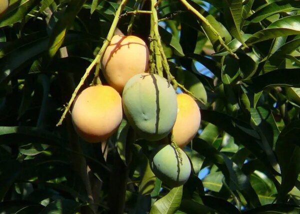 Murió tras caer de un árbol de mango en Ciudad del Este - Noticiero Paraguay