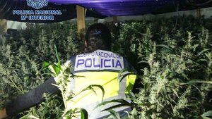 Desmantelan cinco macroplantaciones de marihuana y detienen a 14 personas en Barcelona