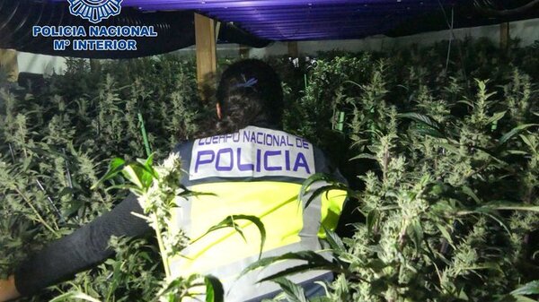 Desmantelan cinco macroplantaciones de marihuana y detienen a 14 personas en Barcelona