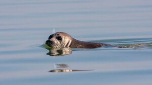 Hallan muertas a 700 focas en peligro de extinción en la costa del Caspio de Rusia