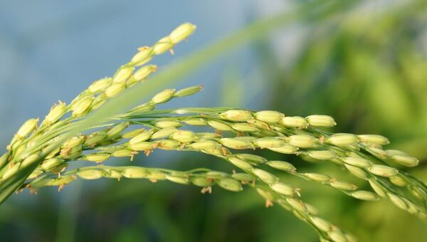 “Esperamos un 2023 con más mercados para el arroz paraguayo” (llegó a 29 destinos, Brasil, el principal)