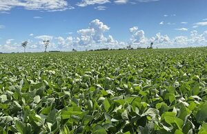 Clima no afecta el ritmo de las plantaciones y la soja avanza correctamente