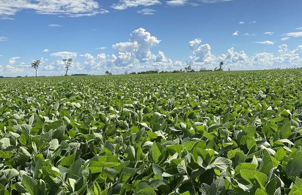 Clima no afecta el ritmo de las plantaciones y la soja avanza correctamente