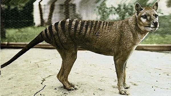 Hallan los restos del último tigre de Tasmania en el armario de un museo