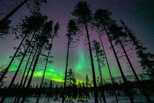 Diario HOY | Debido al calentamiento global, los insectos arrasan los bosques boreales