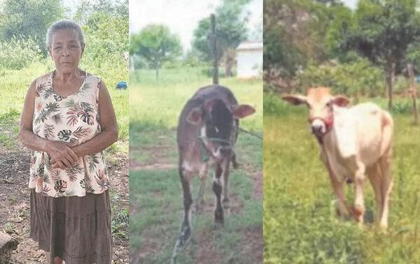 Robaron lechera a abuela de 83 años y le regalaron dos vaquillas en Canindeyú – Prensa 5