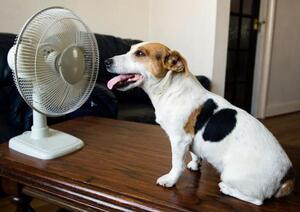 Cuida a tu mascota en los días calurosos