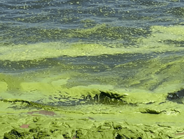 El lago Ypacaraí vuelve a estar verde: "Se repite la historia año tras año" · Radio Monumental 1080 AM