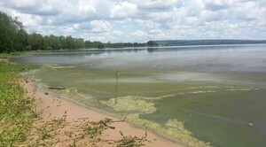 Algas en el lago Ypacaraí no serían peligrosas | 1000 Noticias