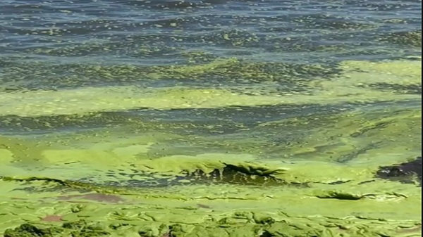 Riesgo de floraciones en el lago verde de Ypacaraí - Noticias Paraguay