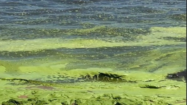 Lago de Ypacaraí presenta alto nivel de contaminación - Paraguaype.com