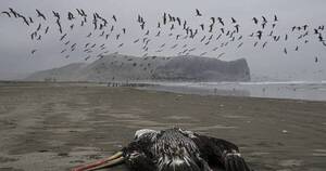 La Nación / Perú: más de 22.000 aves marinas mueren por gripe aviar