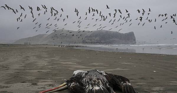 La Nación / Perú: más de 22.000 aves marinas mueren por gripe aviar
