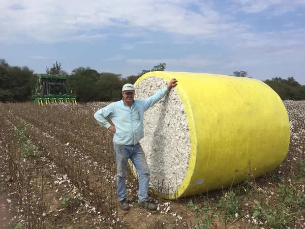 Resurge el algodón en el Chaco gracias a la tecnología