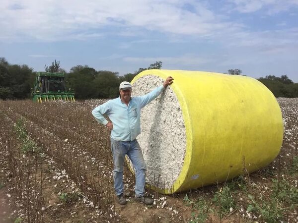 Resurge el algodón en el Chaco gracias a la tecnología - Nacionales - ABC Color