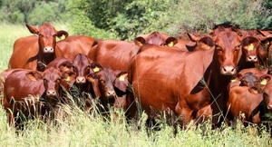 Exportaciones de origen animal aumentó 8%