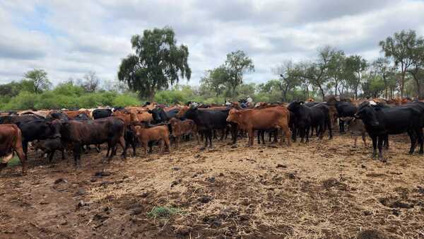 Minerva Foods realiza entrenamiento de Bienestar Animal para mejorar las prácticas de producción en el campo