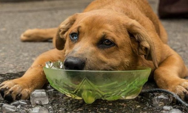 Los perros y los golpes de calor | Telefuturo