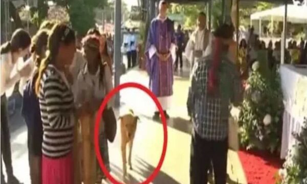 Familia veía misa de Caacupé en tv y vieron a su firulais perdido en la Basilica