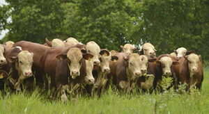 Zafra de reproductores de primavera, negocio ganadero, y producción de leche