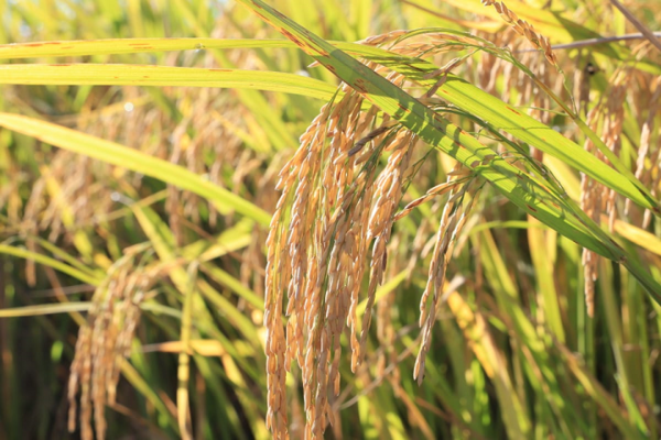 Paraguay establecerá conexión con México mediante exportación de arroz