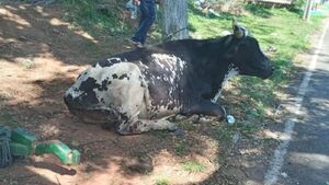 Defensa Animal inició estrictos controles en Caacupé