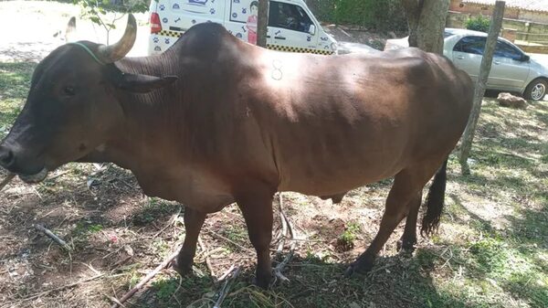 Caacupé: Defensa Animal realiza controles de bueyes carreteros - Nacionales - ABC Color