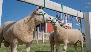 El año de la oveja: sector creció en número de socios y mira con interés negociar con retailers