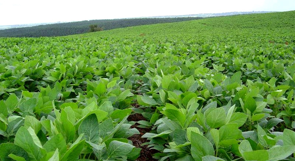Óptimo desarrollo de la soja y maíz entusiasma a productores - La Clave