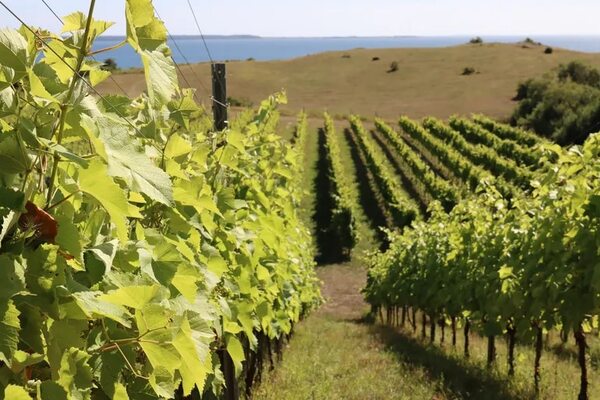 ¿Vino danés? Una excursión por los viñedos del noroeste de Selandia - Viajes - ABC Color