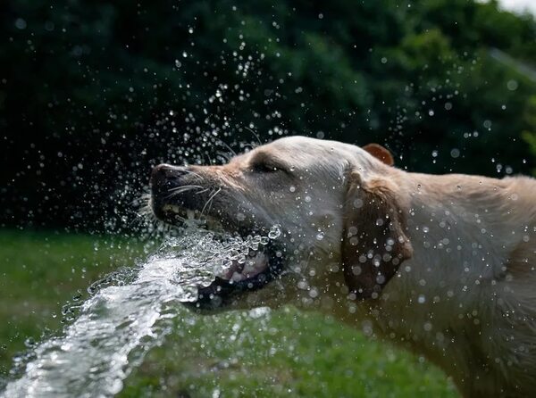 Perro con diarrea en pleno calor - Mascotas - ABC Color