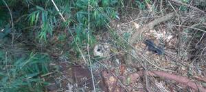 ¿Quién es la persona encontrada muerta en un bosque? Tatuaje, anillo y un reloj revelarían el misterio