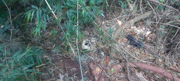 ¿Quién es la persona encontrada muerta en un bosque? Tatuaje, anillo y un reloj revelarían el misterio