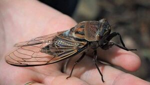 ¿Qué pasó de las cigarras?: especialista habla de dos hipótesis